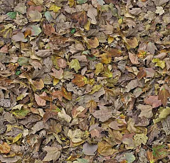 Ковролин Flotex Vision Image 000509 Autumn Leaves Green фото 1 | FLOORDEALER
